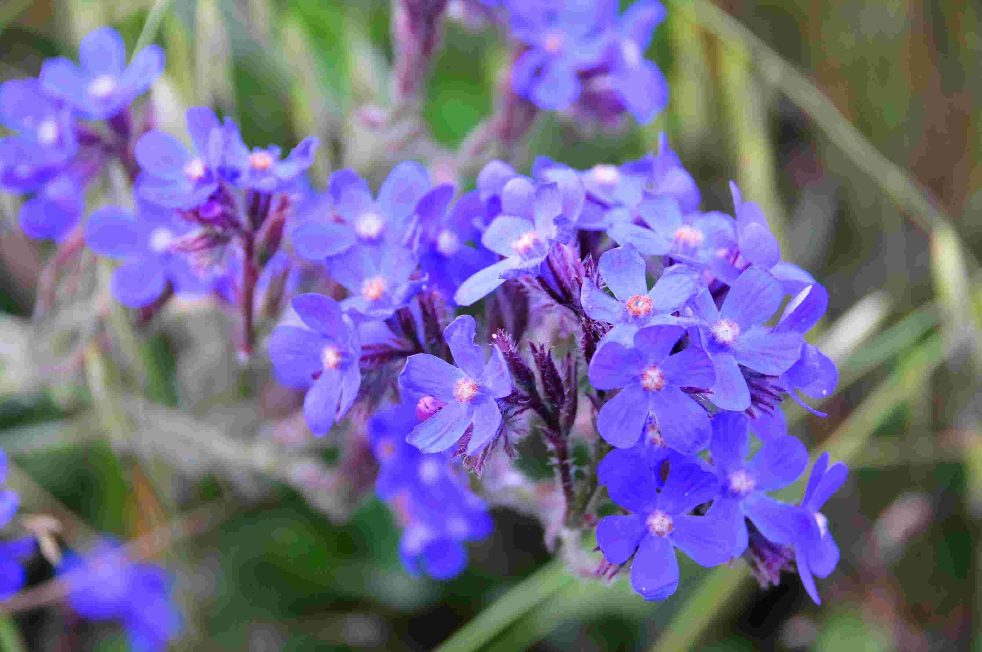 Анхуза Лазоревая (Anchusa azurea)